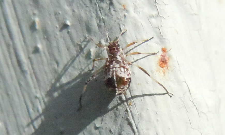 Cinara cf. gruppo pruinosa (Aphididae)